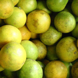 limon-naranjo-o-naranja-agria