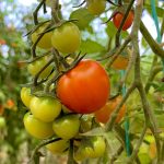 Tomates organicos - la canasta